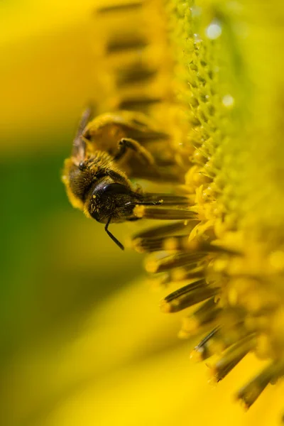 Ape Fiore Giallo — Foto Stock