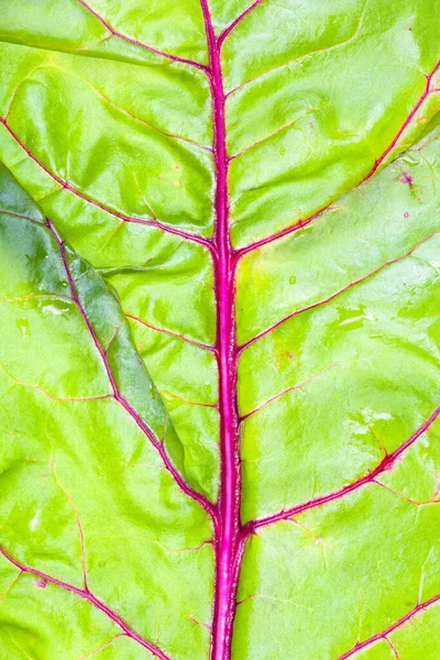 Fondo Vertical Natural Hoja Fresca Húmeda Remolacha Jardín Cerca — Foto de Stock