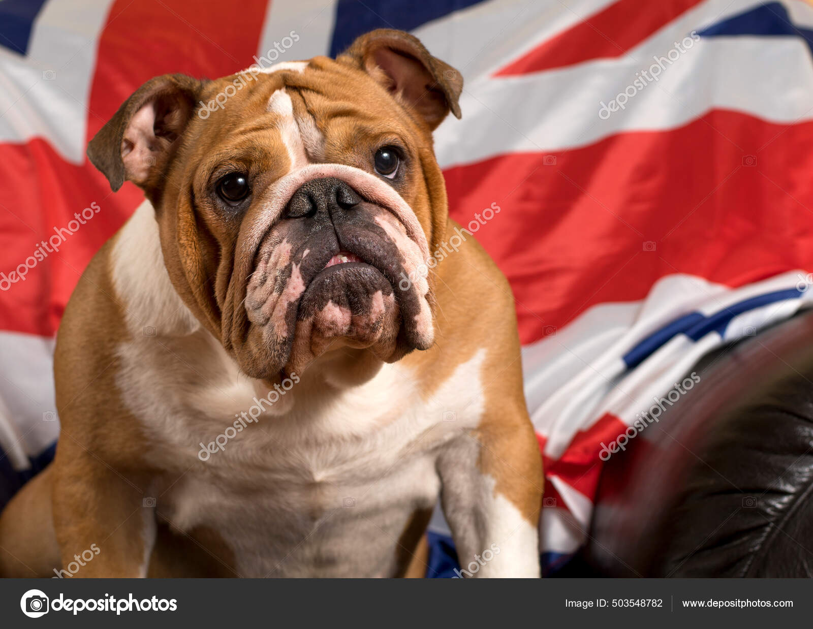 Bulldog Inglés Sentado Frente Bandera Británica — Foto de stock #503548782  © PantherMediaSeller, image size:1600x1238