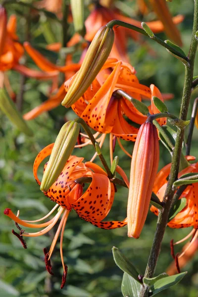 Красивый Оранжевый Цветок Лилии Саду — стоковое фото