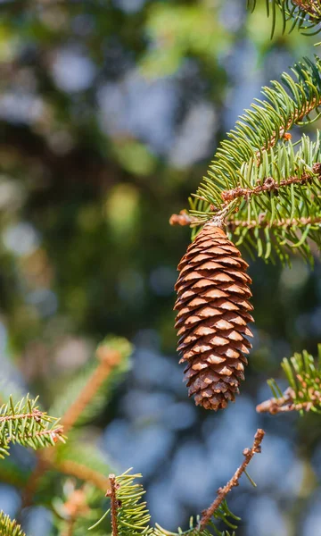 Pine Cone Branch Tree — Stock Photo, Image