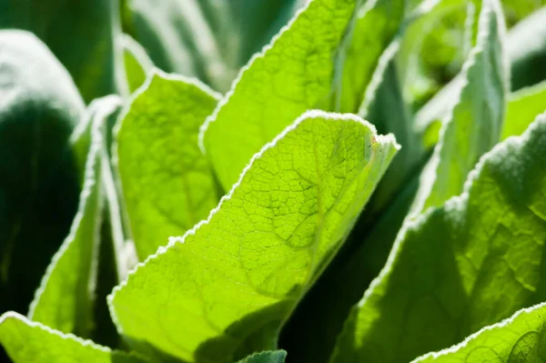 Green Leaves Flora Foliage — Stock Photo, Image