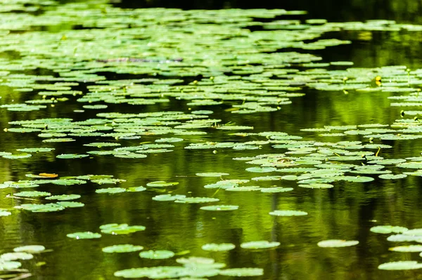 Teich Aus Vielen Seerosen Schwimmt Auf Oberfläche Die Verschwommener Entfernung — Stockfoto