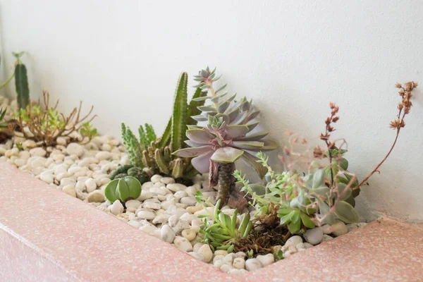 Decoração Quarto Moderna Com Coleção Várias Plantas Cacto Suculentas Foto — Fotografia de Stock