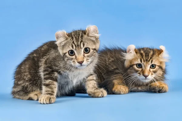 Söt Liten Kattunge Blå Bakgrund — Stockfoto