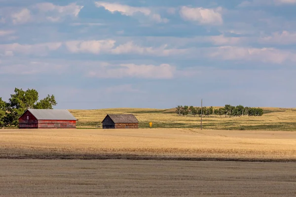 納屋や小麦畑のある田園風景です — ストック写真