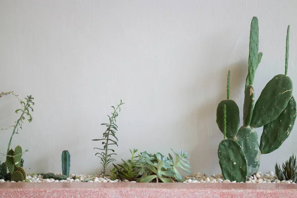 Décoration Chambre Moderne Avec Collection Divers Cactus Plantes Succulentes Photo — Photo