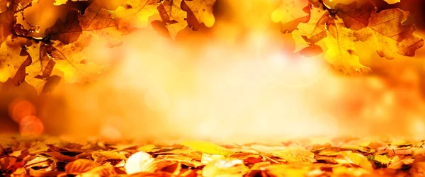 Bunte Herbstblätter Mit Goldenem Bokeh Als Hintergrund — Stockfoto