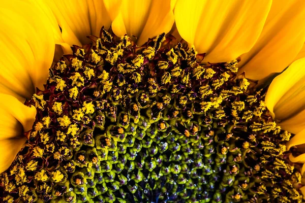 Girasol Con Hojas Color Amarillo Dorado — Foto de Stock