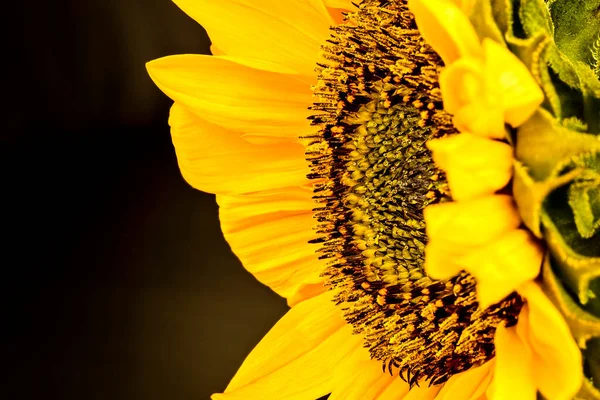 Slunečnice Zlatožlutými Listy — Stock fotografie