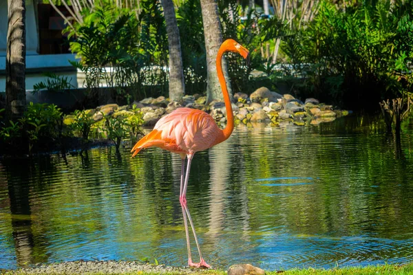 Flamingos Paradiesgarten — Stockfoto