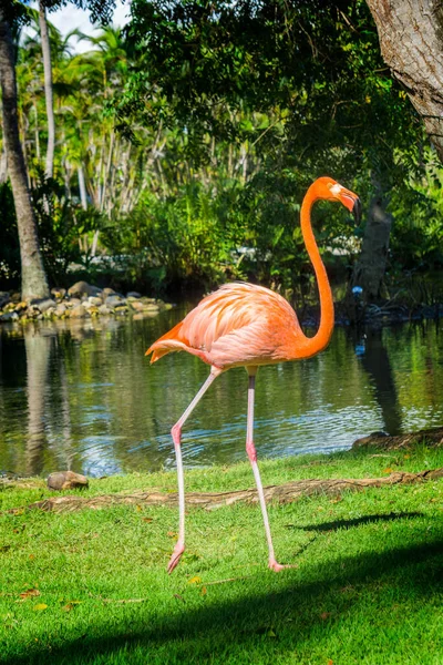 Flamingos Paradiesgarten — Stockfoto
