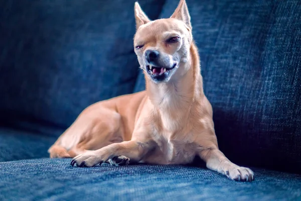 Chihuahua Sur Canapé — Photo