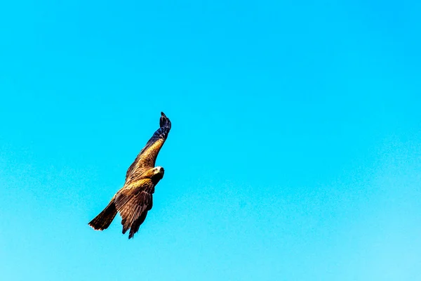 Flying Black Kite Milvus Migrans — Stock Photo, Image