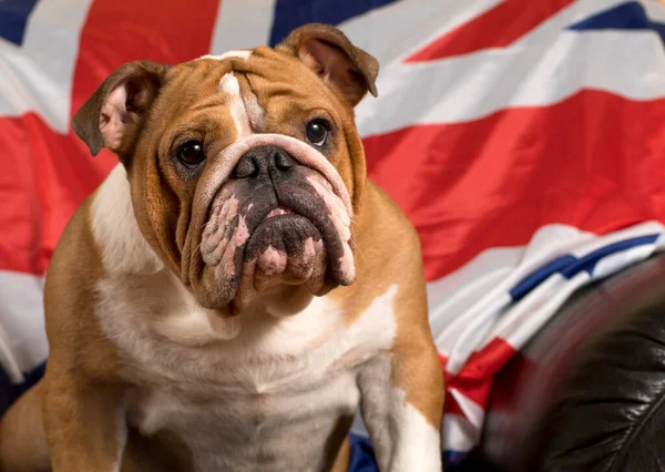 Bulldog Inglés Sentado Frente Bandera Británica —  Fotos de Stock