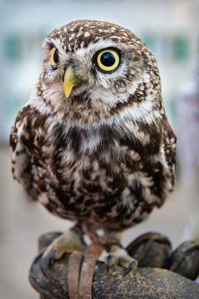 Nahaufnahme Eines Vogels — Stockfoto