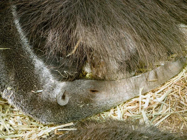 Sleeping Anteater Lies Has Laid His Long Nose His Body — Stock Photo, Image