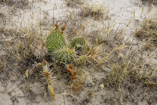 Piękne Ujęcie Kaktusa Pustyni — Zdjęcie stockowe