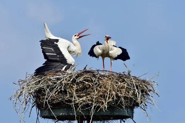 Storch Auf Einem Nest Garten — Stockfoto