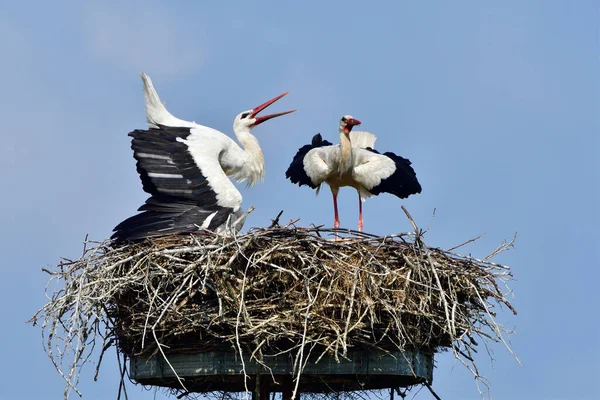 庭の巣にコウノトリ — ストック写真