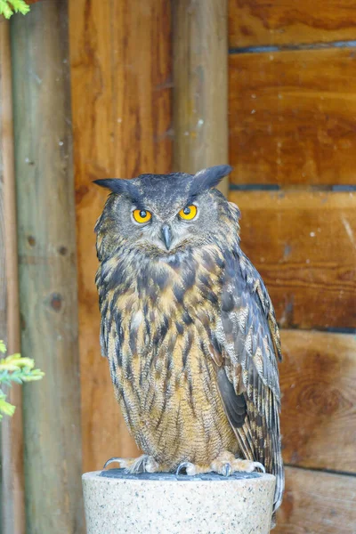 Gufo Nella Foresta — Foto Stock