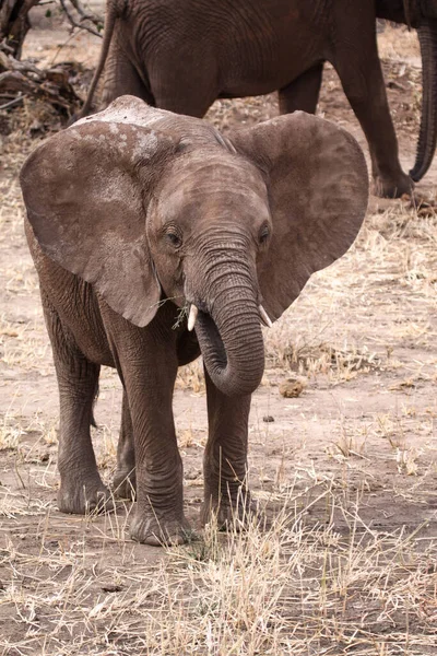 Éléphant Afrique Dans Savane — Photo