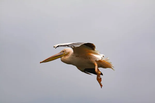 Great Egret Ardea Alba Water — Stock Photo, Image