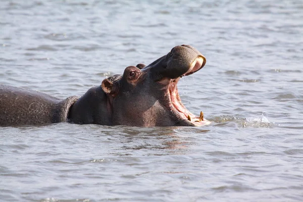 Hippopotame Amphibie Dans Eau — Photo