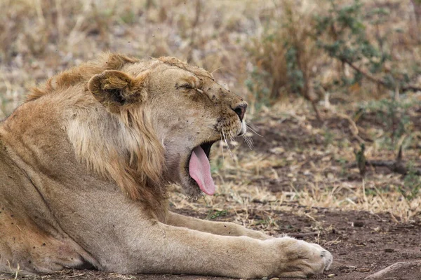 Leo Tired Yanks Wide Open Yawning — Stock Photo, Image