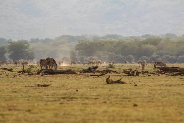 Grupo Zebras Savana Kenya — Fotografia de Stock