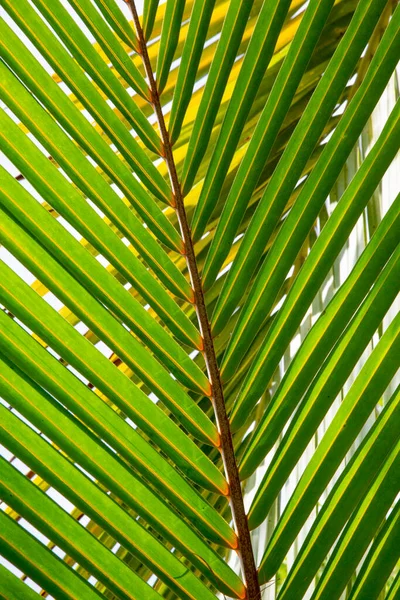 Зеленые Пальмовые Листья Фоне Голубого Неба — стоковое фото