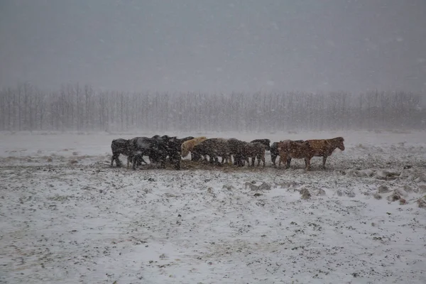 Herd Sheep Snow — Stock Photo, Image