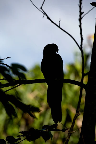 Bird Forest — Stock Photo, Image