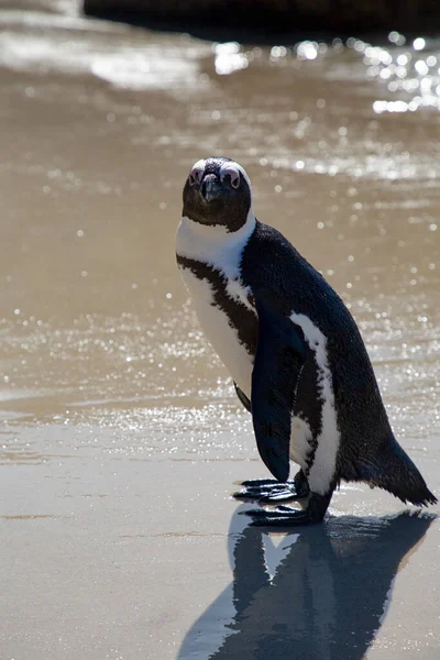 Foto Preto Branco Pinguim Mar — Fotografia de Stock
