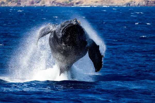 Ballena Jorobada Mar —  Fotos de Stock