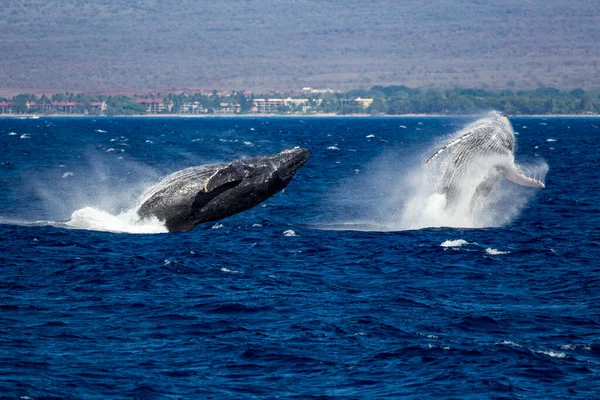 Rarely Two Humpback Whales Jump Out Blue Sea Same Time — Stock Photo, Image