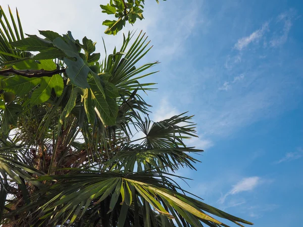 Palma Con Cielo Blu Sulla Spiaggia Tropicale Estate — Foto Stock