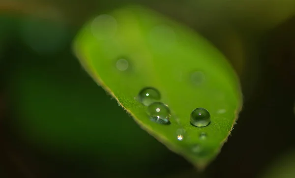 叶子上的水滴 — 图库照片