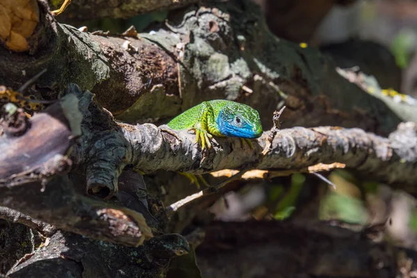 Iguana Verde Uma Árvore — Fotografia de Stock