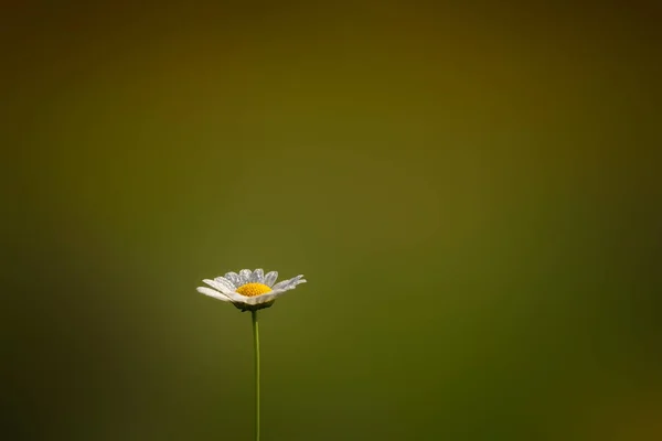 Una Margarita Aislada Florece Hierba Verde Borrosa Iluminada Por Los —  Fotos de Stock