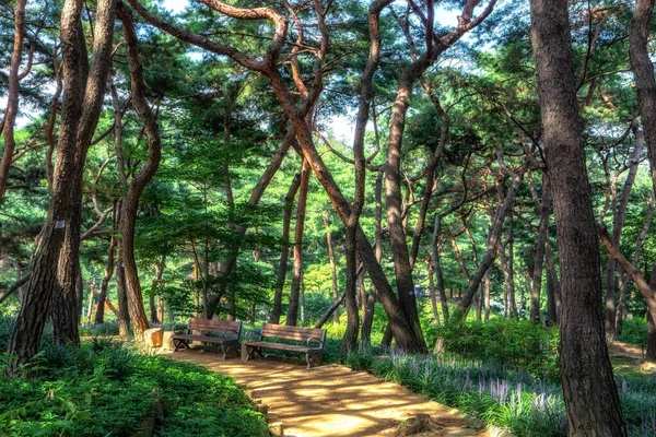 Achasan Forêt Pins Parc Écologique Avec Floraison Liriope Feuilles Larges — Photo