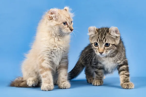 Две Кошки American Curl Felis Silvestris Catus Короткошерстный Длинноволосый Чёрный — стоковое фото