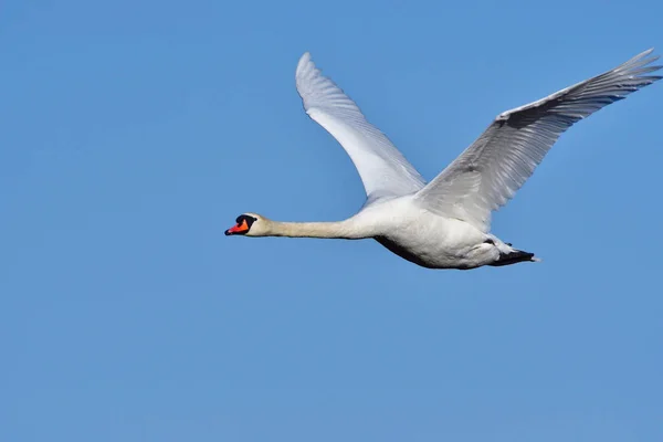 White Stork Flying Blue Sky — Stock Photo, Image