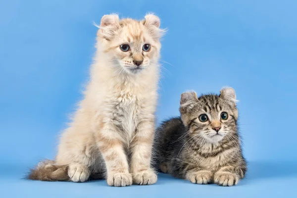 Две Кошки American Curl Felis Silvestris Catus Короткошерстный Длинноволосый Чёрный — стоковое фото