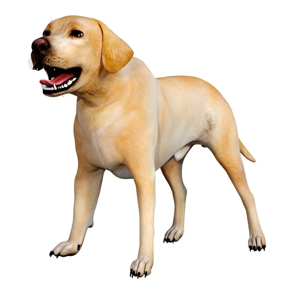 Renderização Cão Labrador Amarelo Isolado Fundo Branco — Fotografia de Stock