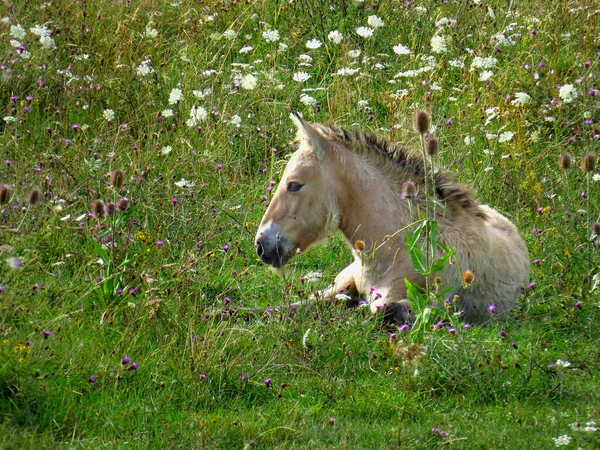 Konik, Polish primitive horse, foal in a summer field.