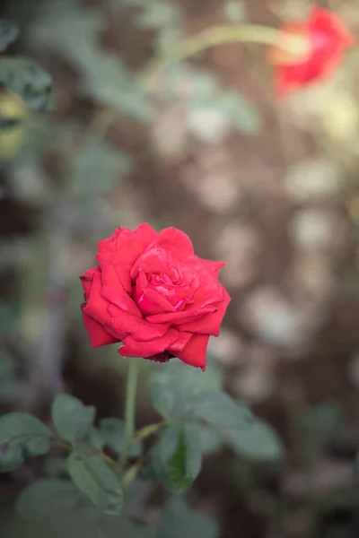 Rosas Jardín Cerca — Foto de Stock