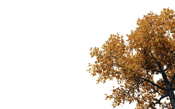 Árbol Otoño Con Fondo Blanco Árbol Otoño Ilustración —  Fotos de Stock