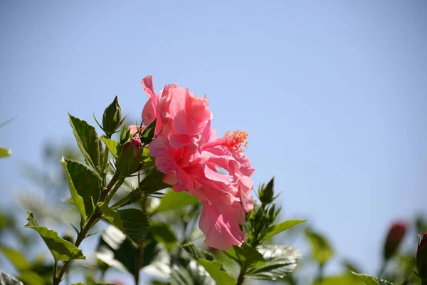 Belles Roses Roses Dans Jardin — Photo