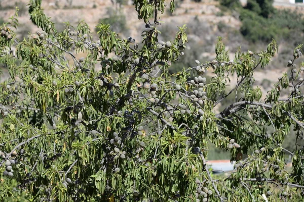Fresh Almonds Tree Province Alicante Costa Blanca Spain — Stock Photo, Image